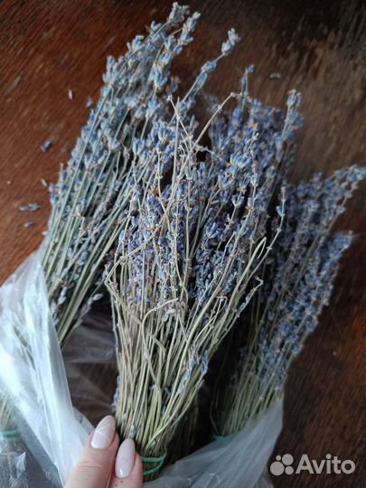 Лаванда сухоцвет