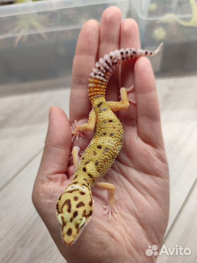 Геккон эублефар