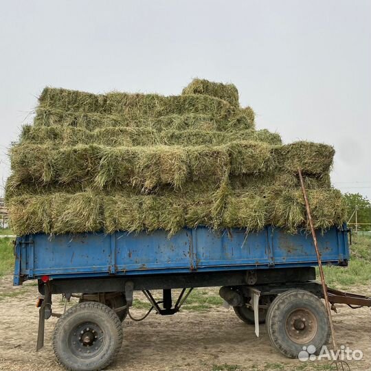 Сено люцерны с разнотравием