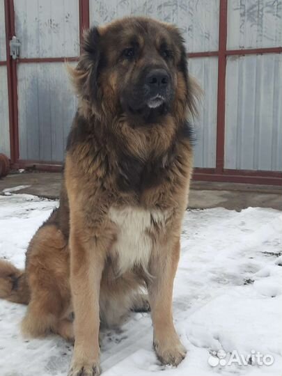 Вязка кавказская овчарка