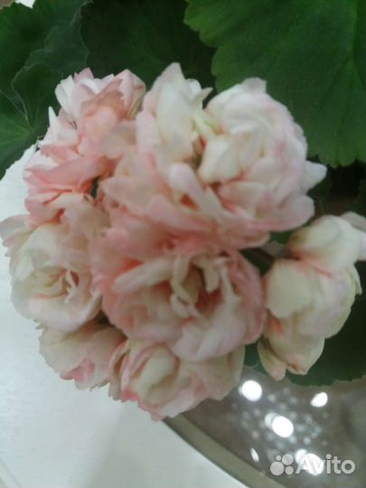 Пеларгония герань розебудная сортовая