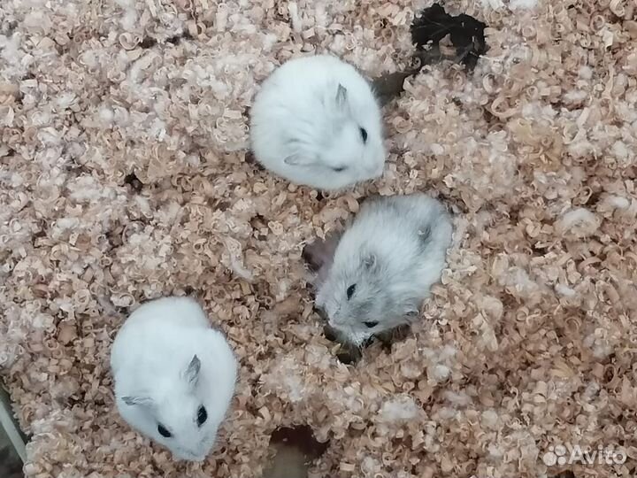 Джунгарские хомячки