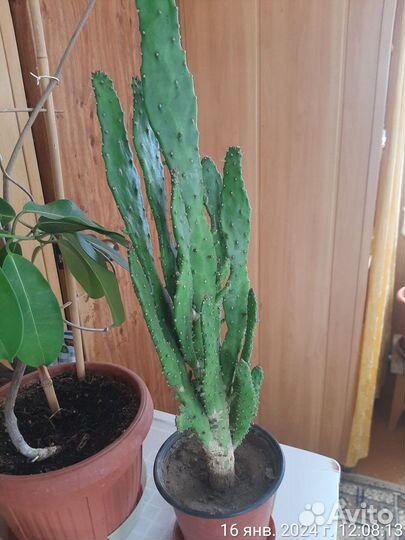 Кактус