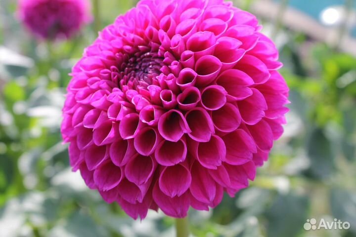 Садовые растения