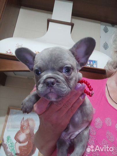 Французский бульдог. Фефочка