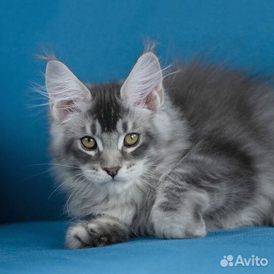 Котята Мейн-кун мальчики