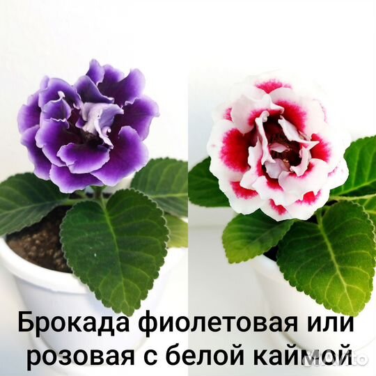 Клубни глоксинии