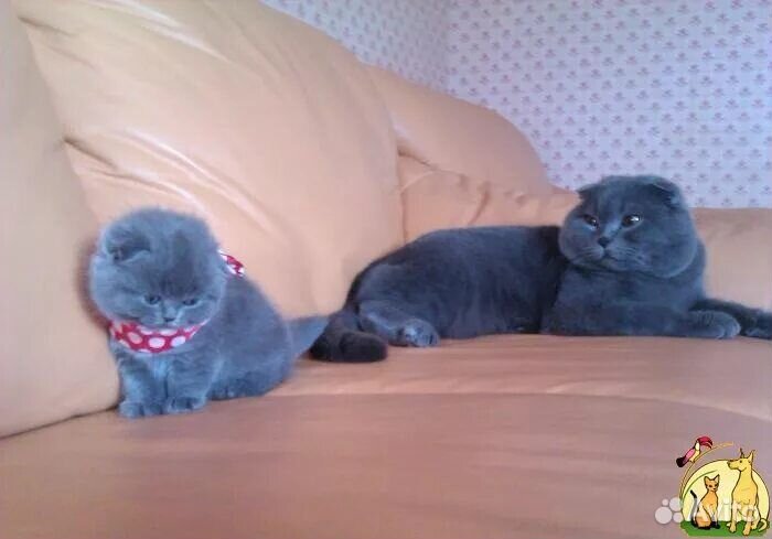 Чистокровное шотландские вислоухие