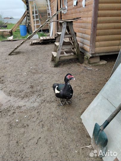 Мускусные утки