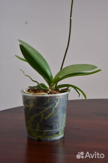 Орхидея фаленопсис