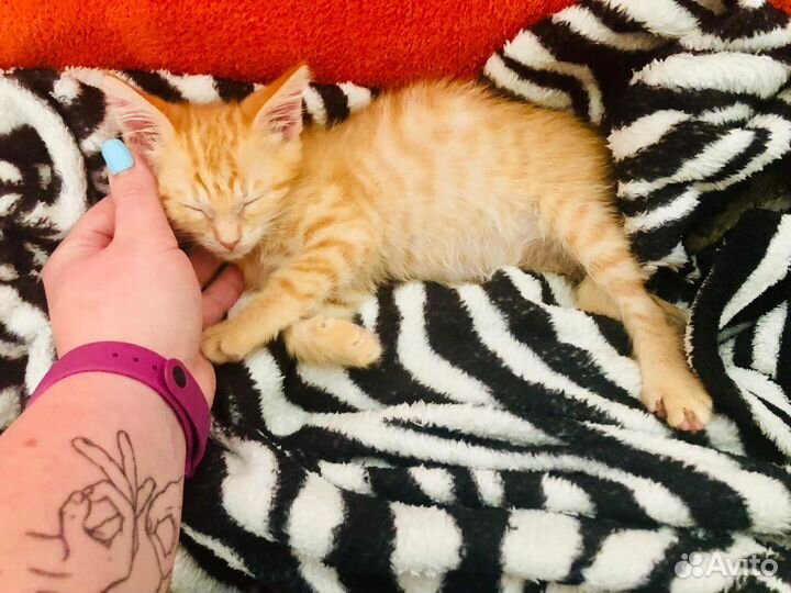 Рыжий котёнок в дар