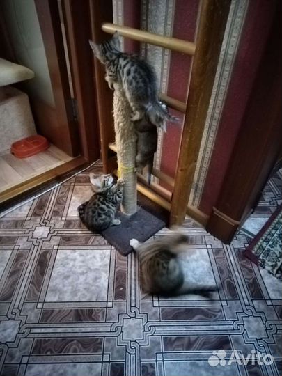 Бенгальские котята