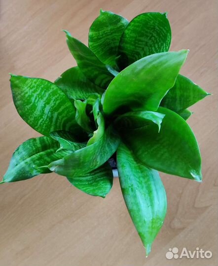 Сансевиерия ханни детки 50р
