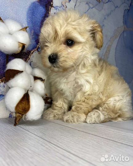 Мальтипу f1 mini