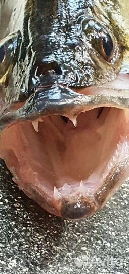 Скоростные прогулки по воде, Рыбалка, экскурсии