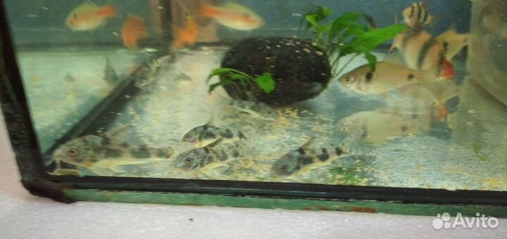 Растения, рыбки