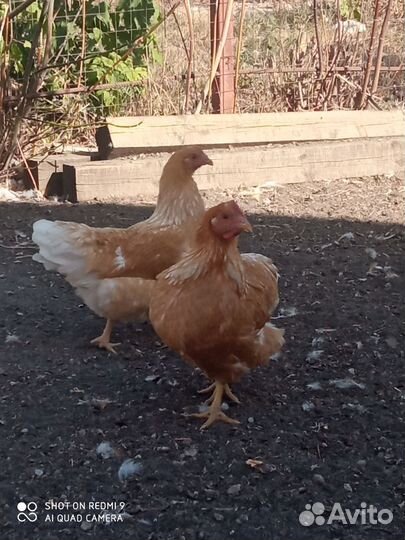 Куры мини мясная палевая