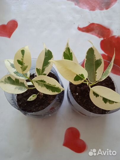 Фикус де гантель черенки