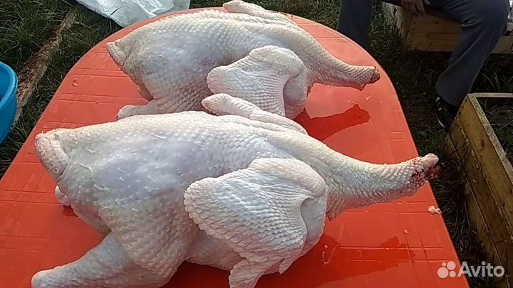 Индюки тушкой