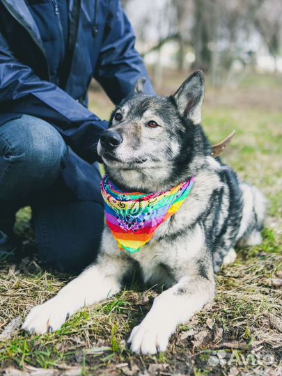Гром.собака из приюта