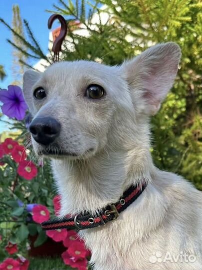 Собака в добрые руки