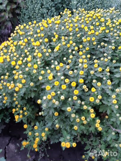 Хризантемы мультифлора