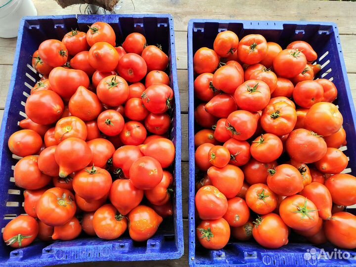 Помидоры
