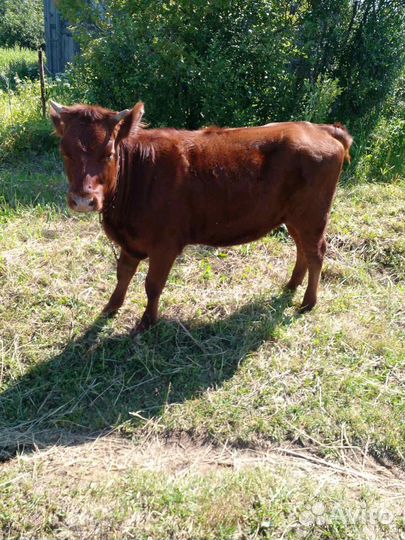 Корова телка