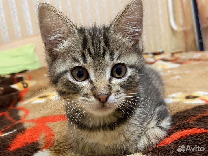 Отдам котенка в добрые руки