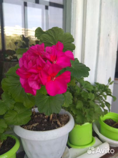 Пеларгония(герань) продажа и обмен