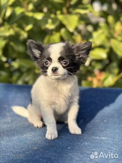 Чихуахуа мальчик д/ш