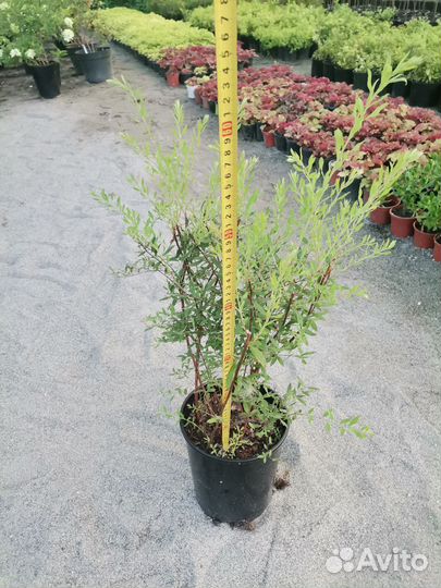 Спирея Грифшайм в горшках