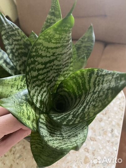 Сансевиерия мелколистная