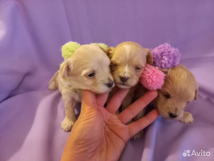 Щенки мальтипу f1 мини vip