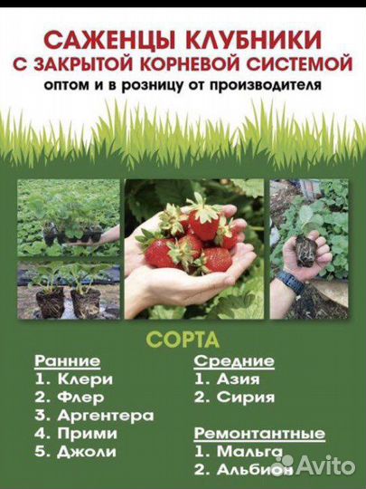 Рассада клубники