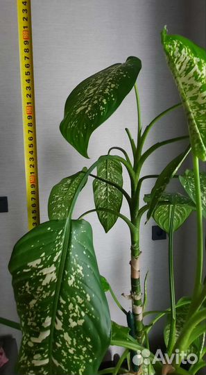 Диффенбахия 1.6 м
