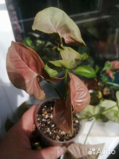 Сингониумы