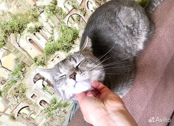 Котик Марсель ищет добрые ручки