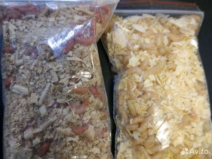 Опарыш на рыбалку