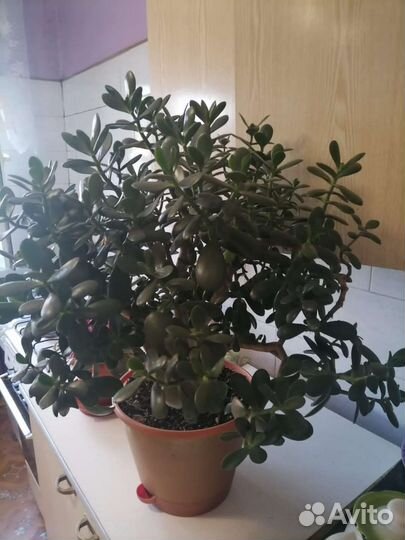 Толстянка большая