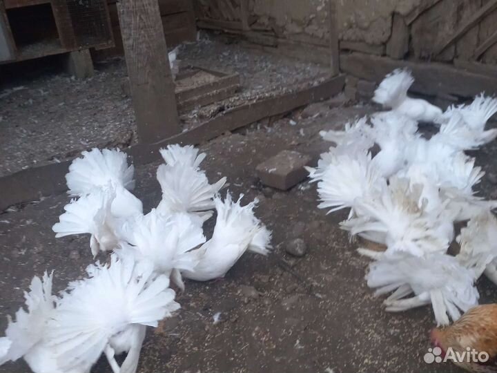 Голуби павлины