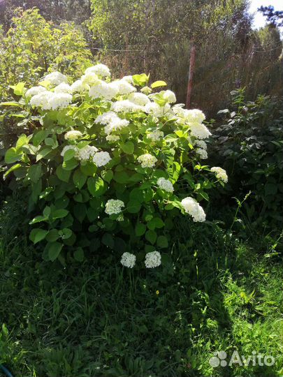 Многолетние цветы