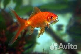 Золотая рыбка,Комета