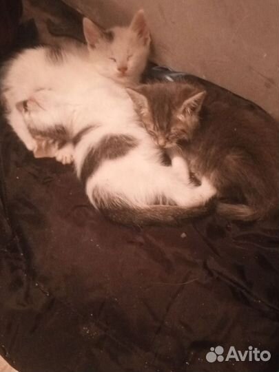 Котята в дар