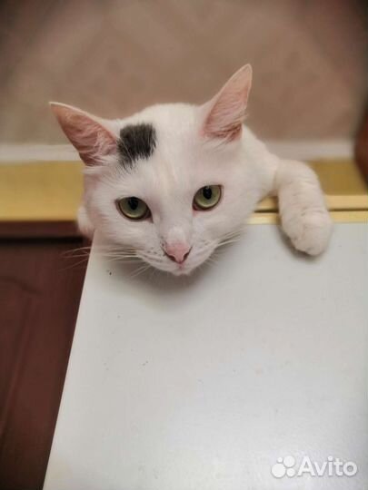 Любопытная Варвара