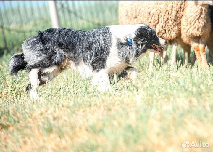 Щенки бордер колли