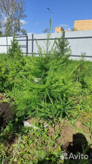 Саженцы кедр, лиственница, дуб. зкс 20 литров