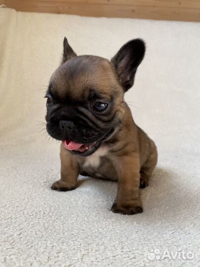Щенок французского бульдога. Мальчик