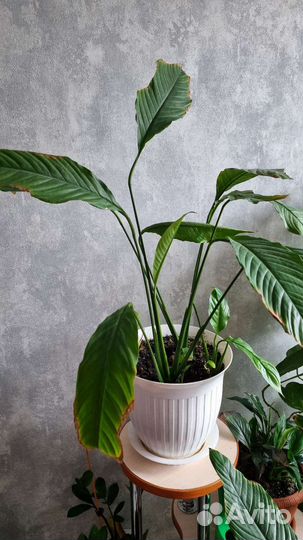 Женское счастье