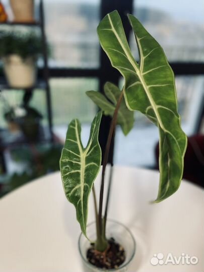 Алоказия лонгилоба, гагеана